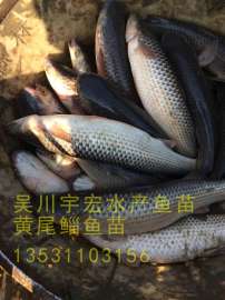 广东棱鱼苗标粗0.3公分