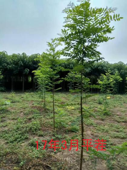 河北沧州荒山绿化种什么树