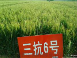 朝晖种业高产小麦品种三抗6号产量高吗